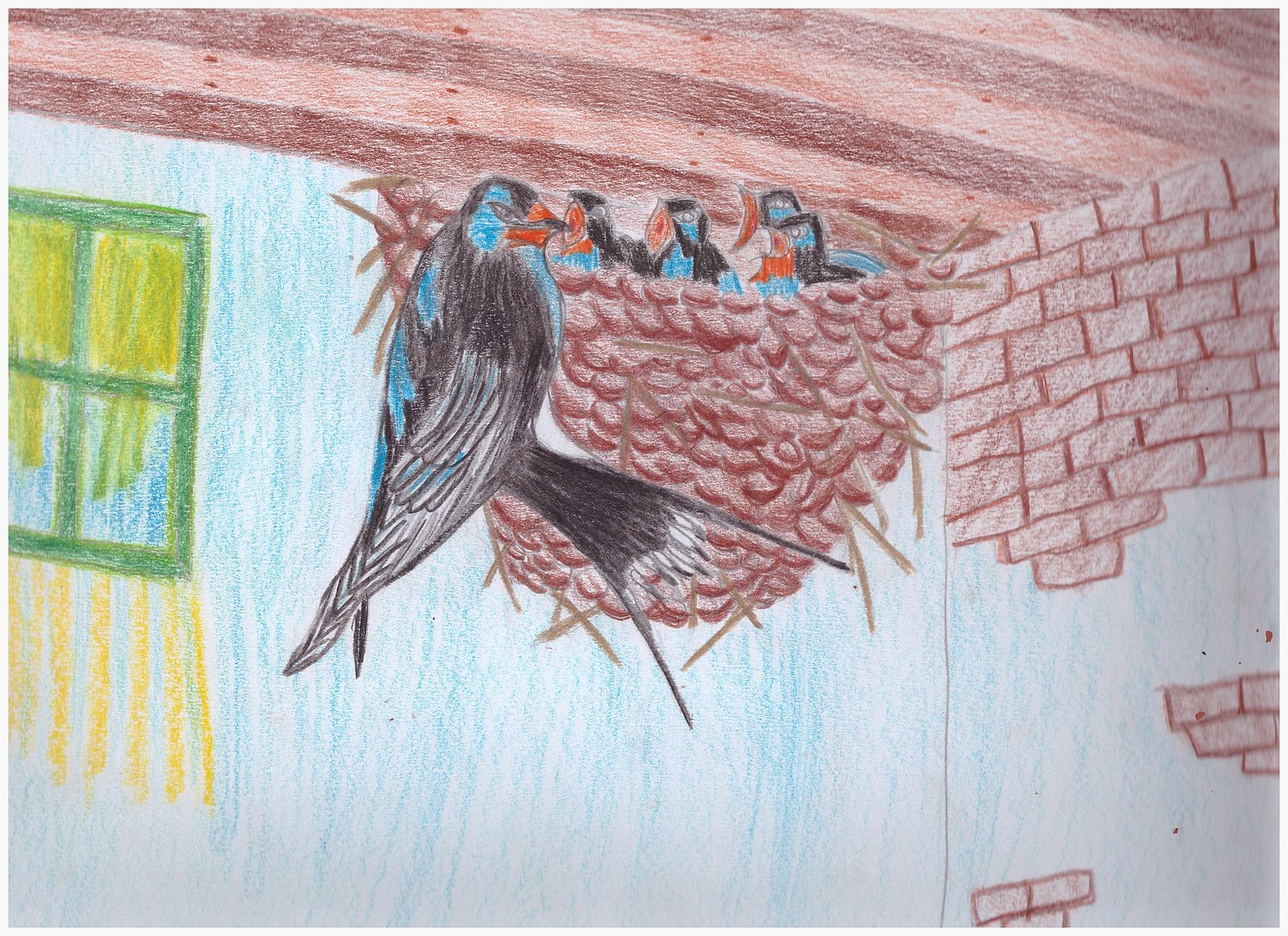 A fecskék világa - kiállítás A Szabadművelődés Házában